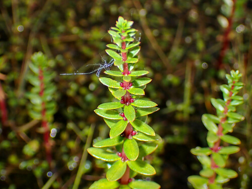 Hippuris tetraphylla
