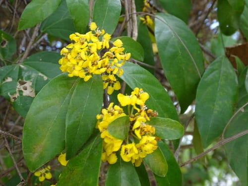 Hiraea reclinata (Coffee vine) — photo