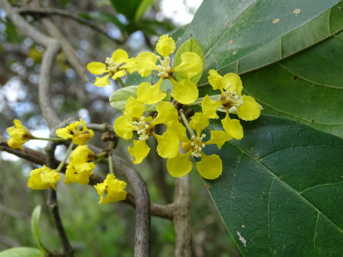 Hiraea reclinata