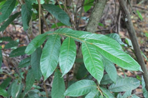 Hirtella americana (American hirtella) — photo