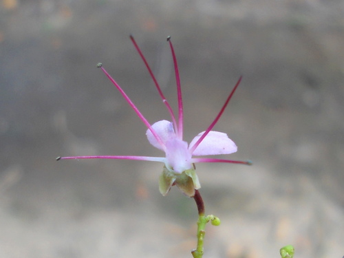 Hirtella bicornis