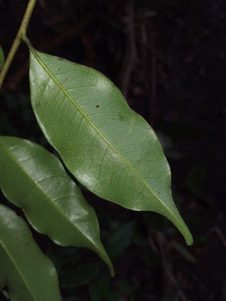 Hirtella bicornis — photo