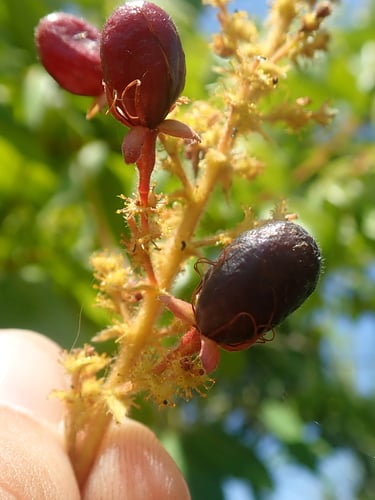 Hirtella glandulosa — photo