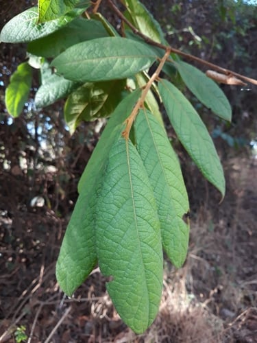 Hirtella glandulosa — photo