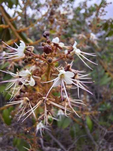Hirtella glandulosa