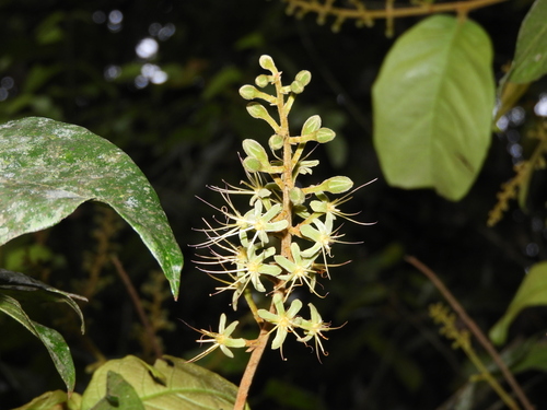 Hirtella hebeclada (Guapuata) — photo