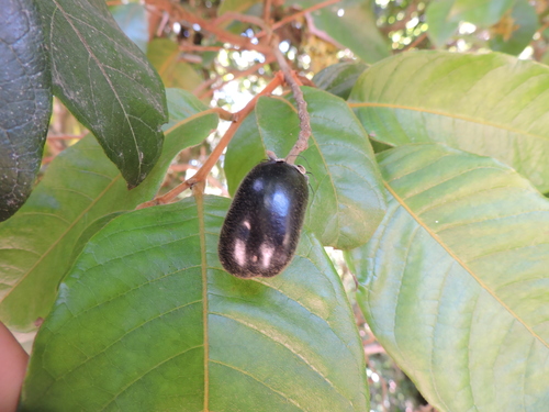 Hirtella hebeclada (Guapuata) — photo