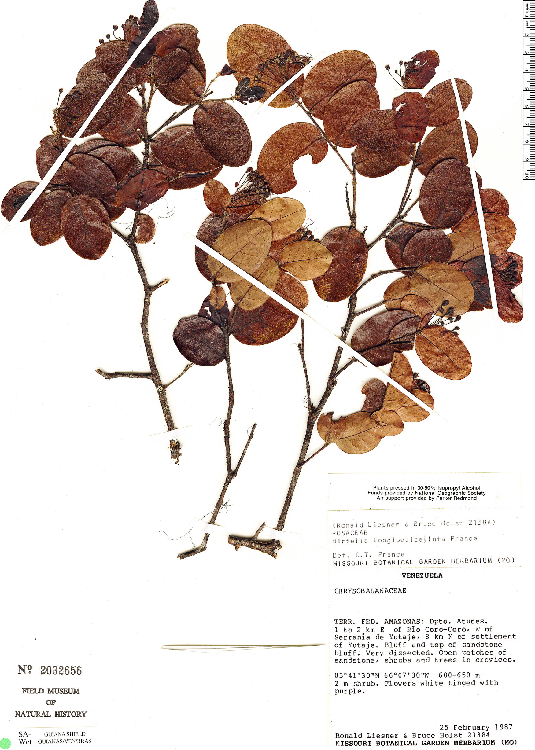 Hirtella longipedicellata — photo