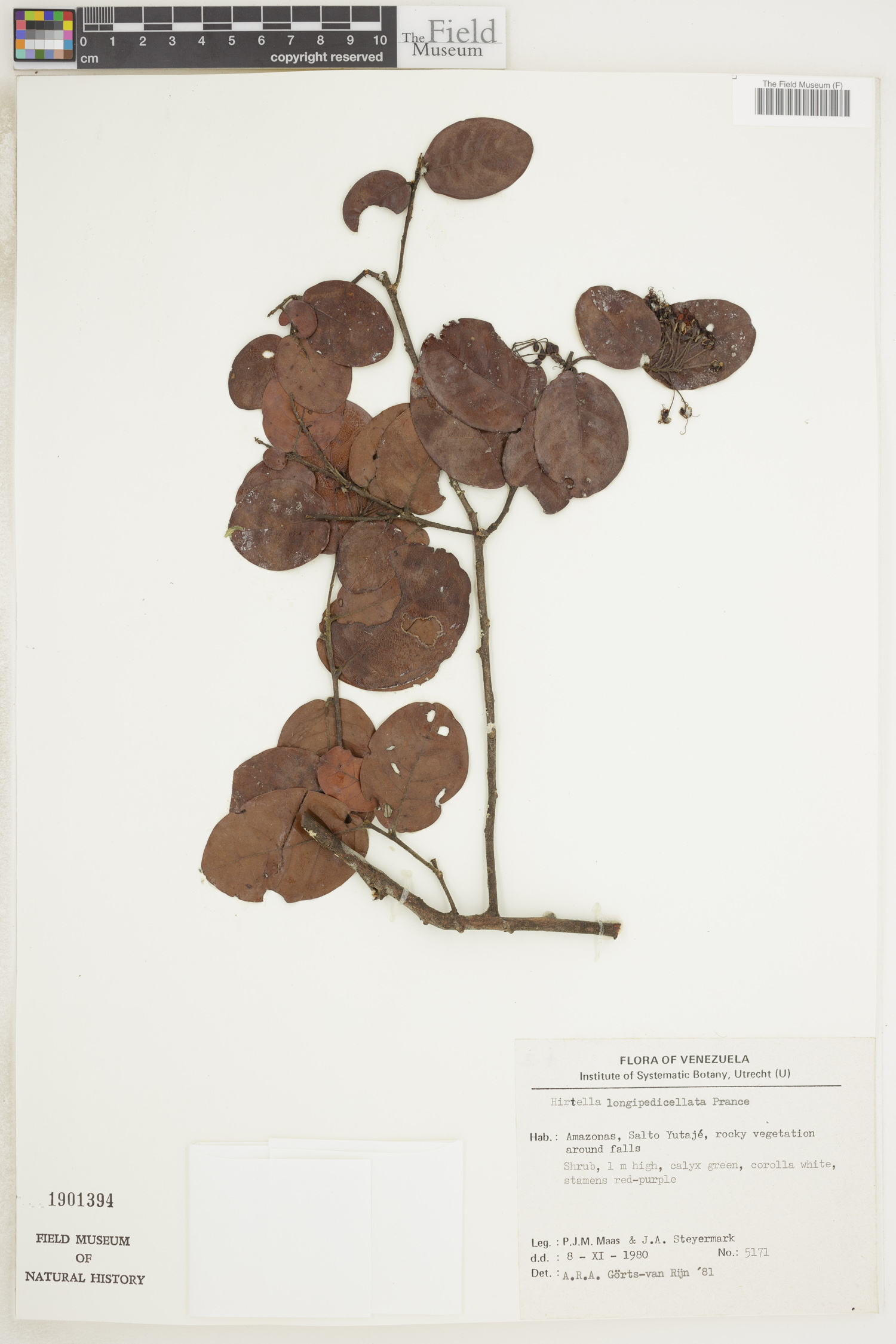 Hirtella longipedicellata — photo