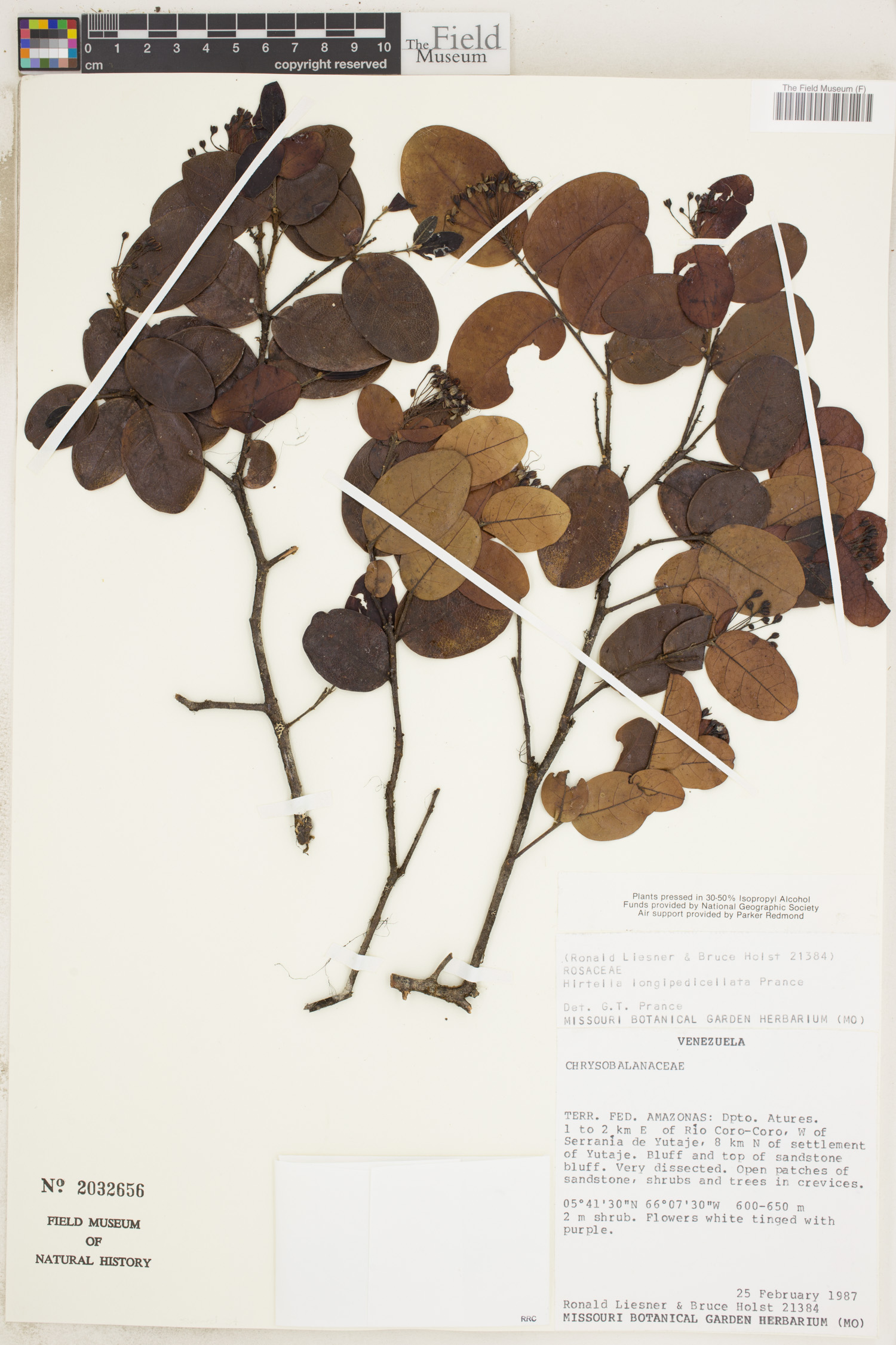 Hirtella longipedicellata