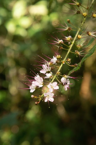 Hirtella pilosissima — photo