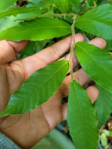 Hirtella pilosissima — photo