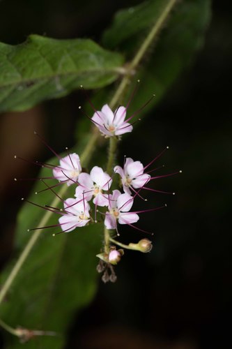 Hirtella pilosissima