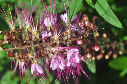 Hirtella racemosa — photo