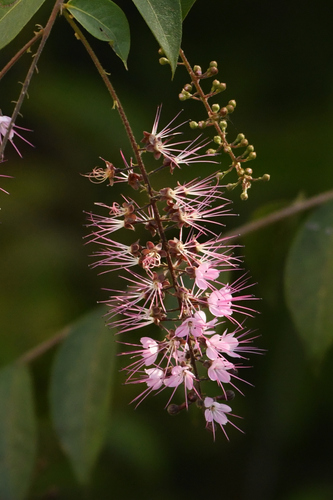 Hirtella racemosa — photo