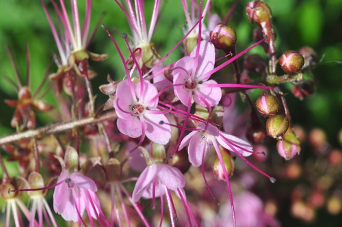 Hirtella racemosa