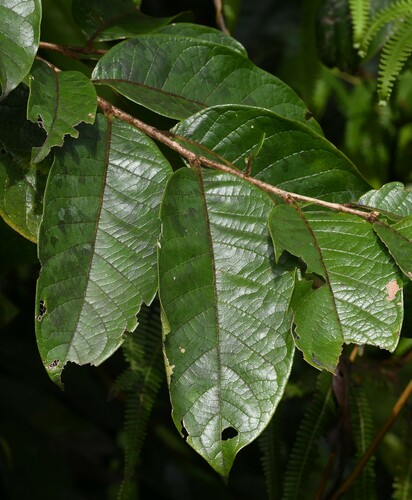Hirtella tentaculata — photo