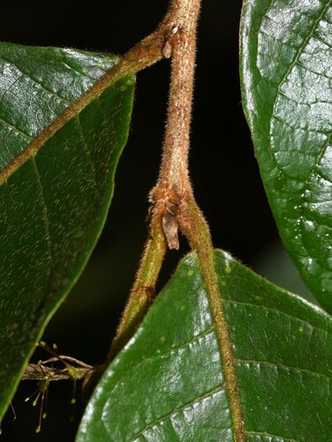 Hirtella tentaculata — photo