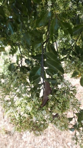 Hirtella zanzibarica subsp. megacarpa — photo