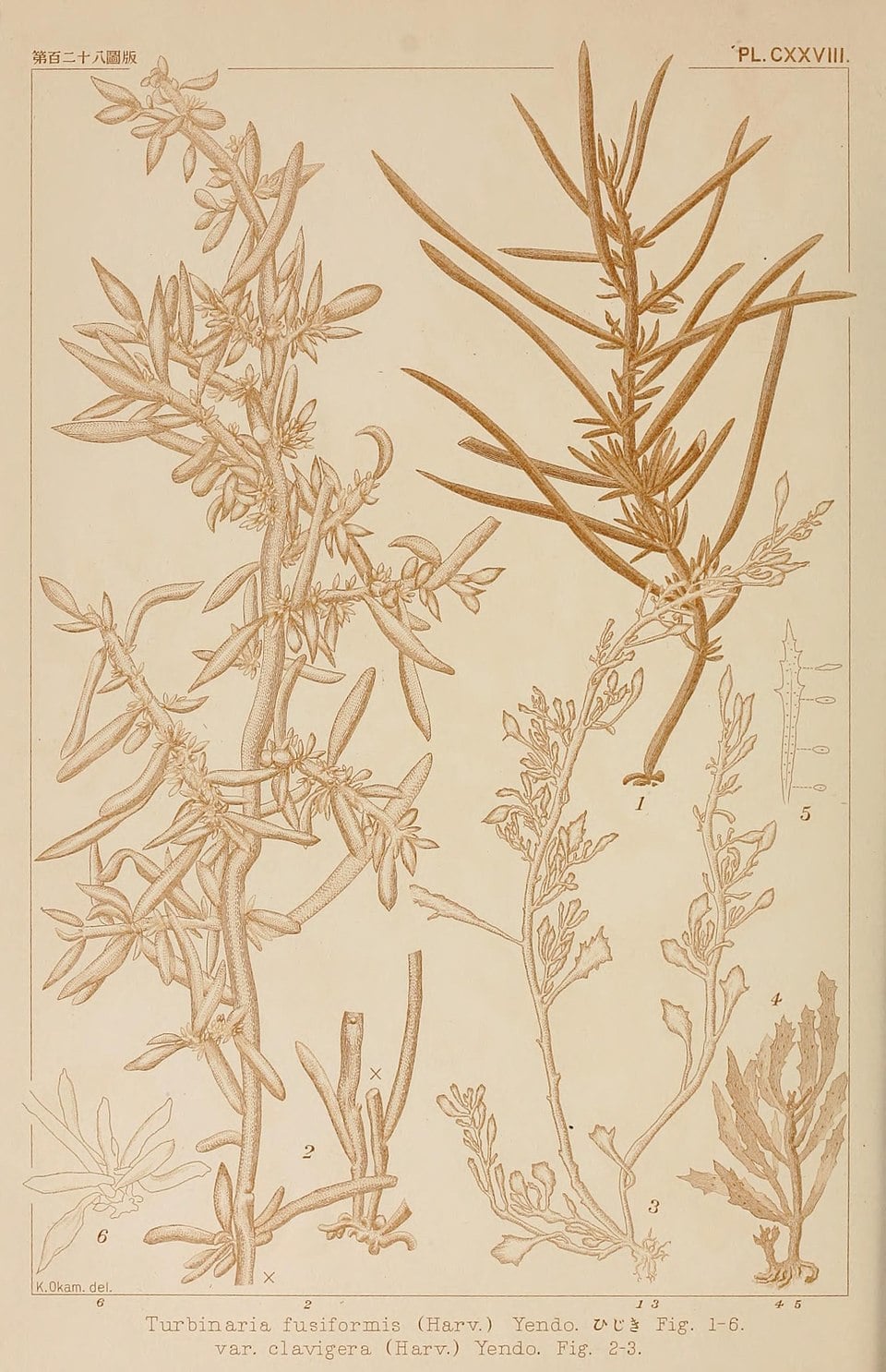 Hizikia fusiformis