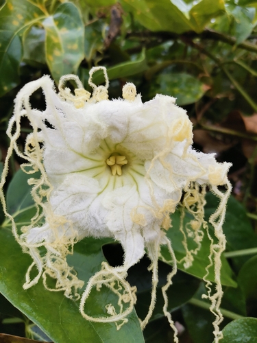 Hodgsonia macrocarpa var. capniocarpa — photo