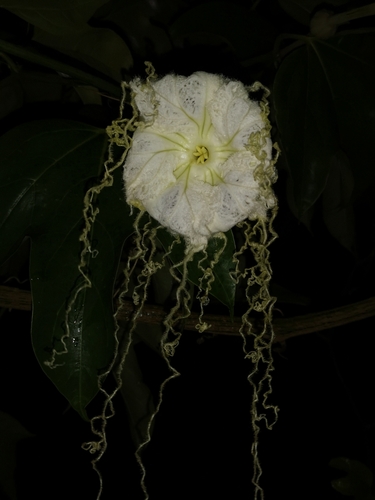 Hodgsonia macrocarpa var. capniocarpa — photo