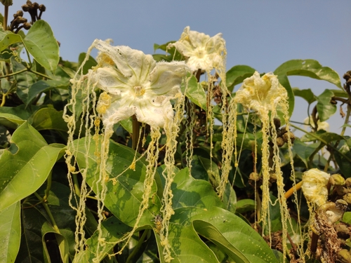 Hodgsonia macrocarpa var. capniocarpa