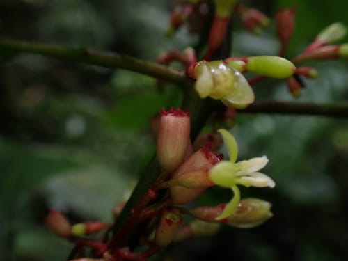Hoffmannia obovata — photo