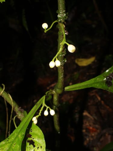 Hoffmannia viridis — photo