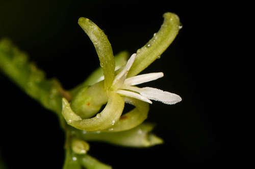 Hoffmannia viridis