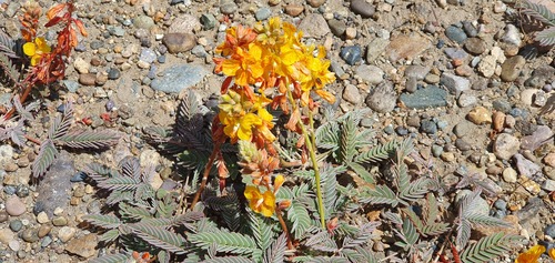 Hoffmannseggia erecta — photo