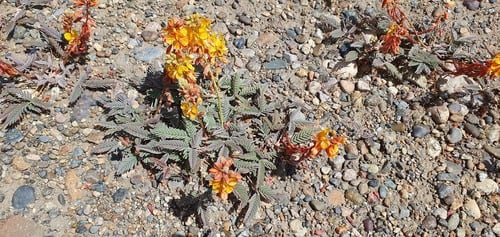 Hoffmannseggia erecta — photo