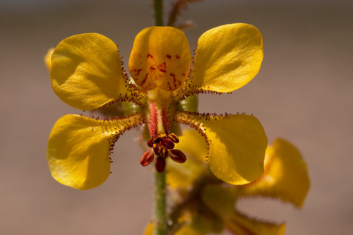 Hoffmannseggia glauca (Indian rushpea) — photo