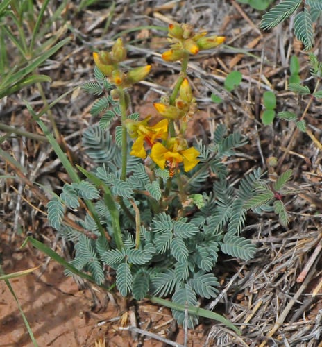 Hoffmannseggia glauca
