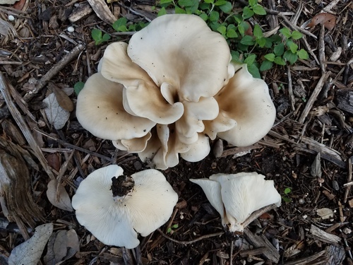 Hohenbuehelia petaloides — photo