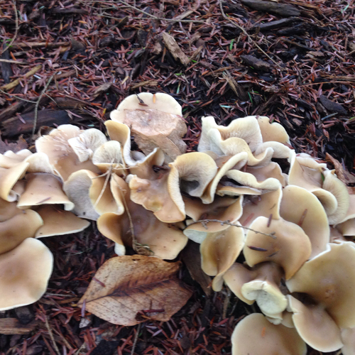 Hohenbuehelia petaloides — photo