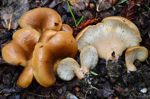 Hohenbuehelia petaloides