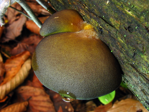 Hohenbuehelia serotina (Mukitake) — photo