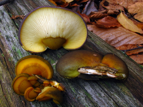 Hohenbuehelia serotina