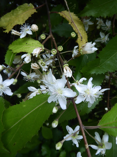 Hoheria sexstylosa (Lacebark) — photo