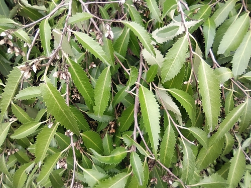 Hoheria sexstylosa (Lacebark) — photo