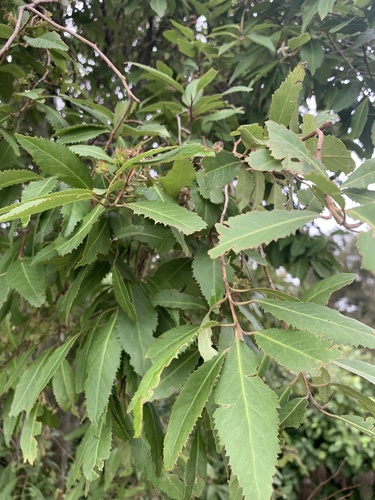 Hoheria sexstylosa