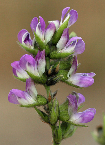 Hoita macrostachya (Leather root) — photo