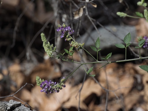 Hoita macrostachya (Leather root) — photo