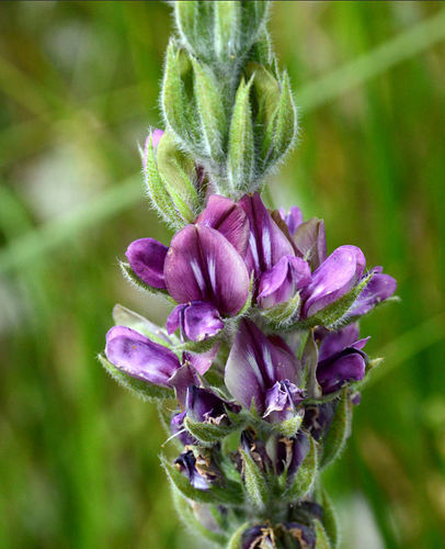 Hoita orbicularis (Roundleaf leather root) — photo