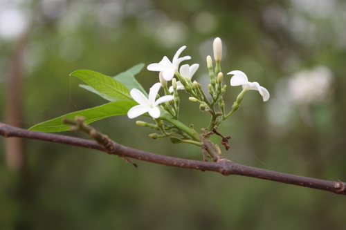 Holarrhena floribunda (False rubber tree) — photo