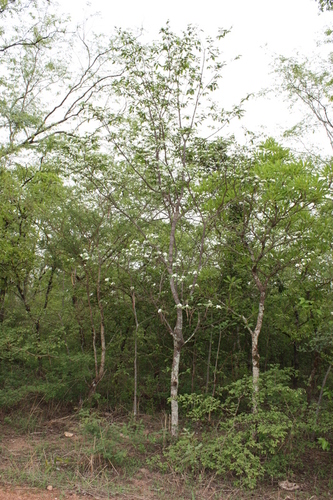 Holarrhena floribunda (False rubber tree) — photo