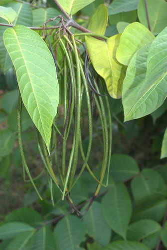 Holarrhena pubescens (Easter tree) — photo