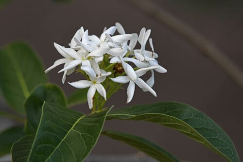 Holarrhena pubescens (Easter tree) — photo