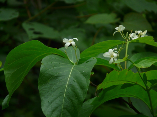 Holarrhena pubescens